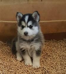Pomsky Puppies Available FOR SALE ADOPTION