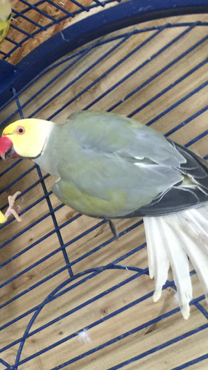 Proven Cleartail Turquoise Male Indian Ringneck FOR SALE ADOPTION