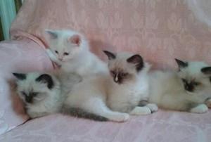Stunning Pure Breed Pedigree Ragdoll Kittens Ready Now FOR SALE ADOPTION