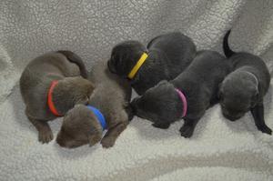 labrodol retriever puppies to be Adopted FOR SALE ADOPTION