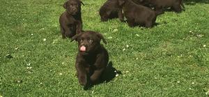 Chocolate Labrador retriever for free adoption FOR SALE ADOPTION
