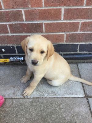 Labrador pups for free ADOPTION FOR SALE ADOPTION
