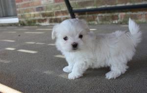 outstanding maltese puppies for sale FOR SALE ADOPTION