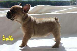 French Bulldog uncomplicated gentle FOR SALE ADOPTION