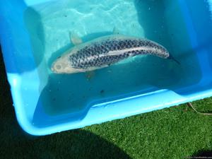 16 INCH GHOST KOI FOR SALE