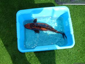 17 inch ghost koi for sale