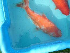 3 large 10 inch+ goldfish