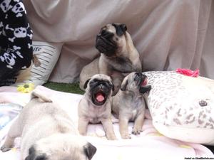 Beautiful registered pug puppies