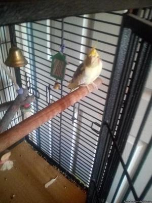 Cocatiel with cage