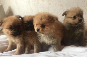 Pomeranian Puppies ready to go to a new home FOR SALE ADOPTION
