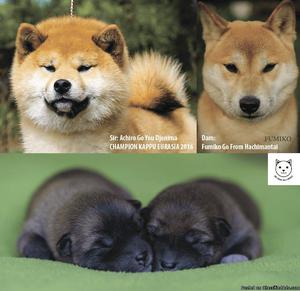 Shiba Inu puppies from Champions