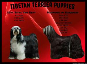 Tibetan Terrier puppies of champion ancestry for sale