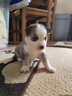 siberian husky for sale