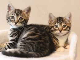 Cute Bengal kittens Available FOR SALE ADOPTION