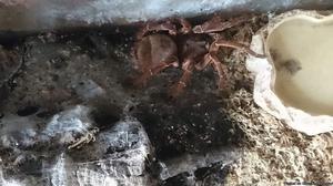 Goliath birdeater, with Tank