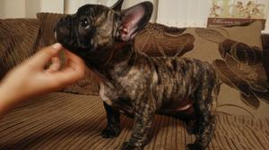 ADORABLE FRENCH BULLDOG PUPPIES FOR RE HOMING FOR SALE ADOPTION