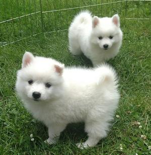 American Eskimo puppieS FOR SALE ADOPTION
