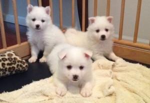 Cute American Eskimo Puppies for adoption FOR SALE ADOPTION