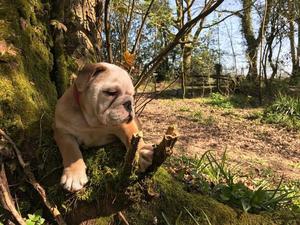 English bulldog for rehoming FOR SALE ADOPTION