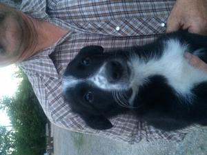 MALE BORDER COLLIE PUPS FOR SALE ADOPTION