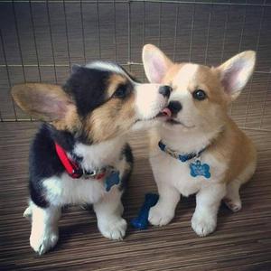 Nice and Healthy Pembroke Welsh Corgi Puppies FOR SALE ADOPTION