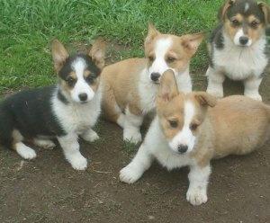 Pembroke Welsh Corgi Puppies For Homes FOR SALE ADOPTION