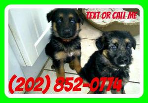 german Shepherd Female Pups For Sale FOR SALE ADOPTION