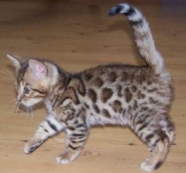 Cute and adorable bengal kittens for stu FOR SALE ADOPTION