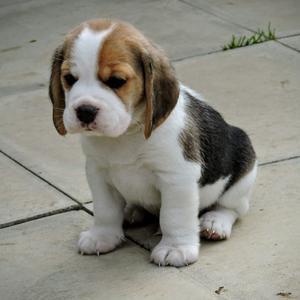 Lovely Top Quality Beagle Puppies learns quickly FOR SALE ADOPTION