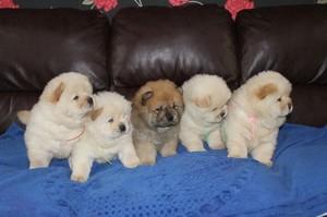 Stunning Rear Pedagree Chow Chow Puppies Available Now FOR SALE ADOPTION