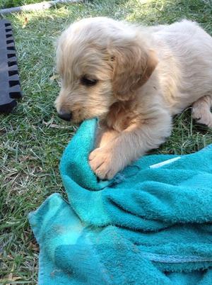 Labradoodle puppies FOR SALE ADOPTION