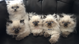 Himalayan persian kitten with sky blue eyes FOR SALE ADOPTION