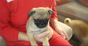 Pug ready for re homing FOR SALE ADOPTION