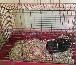 2 yr Old American Guinea Pig Cage Carry Cage FOR SALE ADOPTION
