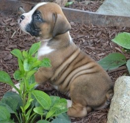 Active And Healthy Boxer Puppies ready now FOR SALE ADOPTION