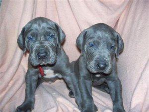 Purebred Great dane puppies ready now FOR SALE ADOPTION