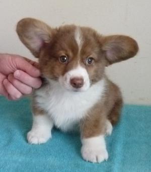 WELSH CORGI PUPPIES AVAILABLE FOR GOOD HOMES FOR SALE ADOPTION