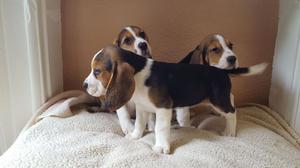 Adorable Beagle puppies ready for new home FOR SALE ADOPTION