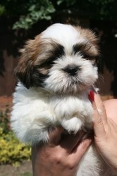 Adorable Shih Tzu puppies for sale FOR SALE ADOPTION