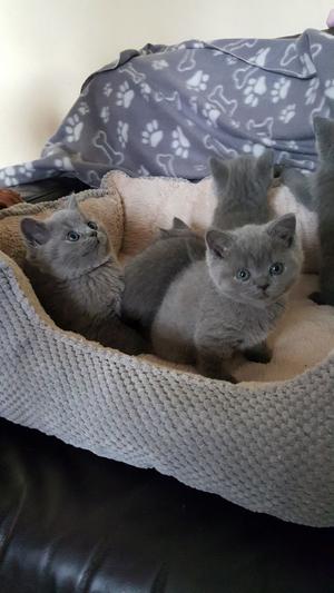 Blue British Shorthair kittens for sale FOR SALE ADOPTION