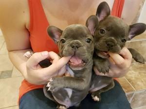Blue and Blue Pied French Bulldog Puppies FOR SALE ADOPTION