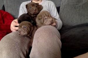Sharpei Puppies Kc Registered FOR SALE ADOPTION