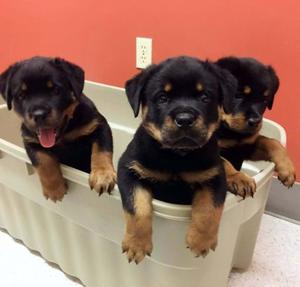 Special little Rottweiler puppies FOR SALE ADOPTION