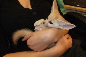 Suitable Cute Perfect Healthy Lovely Fennec Fox For Rehoming FOR SALE ADOPTION