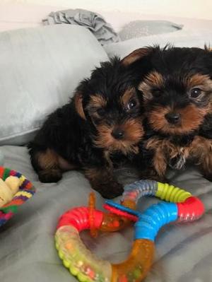Tiny Yorkie Puppies For Adoption FOR SALE ADOPTION