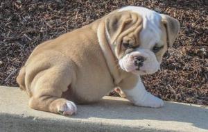 ELIAS PROUD AND NICE LOOKING ENGLISH BULLDOG PUPPY FOR SALE ADOPTION