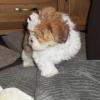Kc Registered Lhasa Apso Puppies FOR SALE ADOPTION