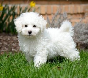 purebred Bichon Frise Puppies for fast adoption FOR SALE ADOPTION