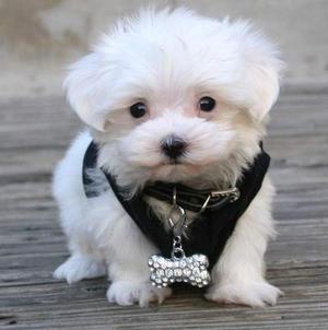 Nice and Healthy Maltese Puppies Available Text  FOR SALE ADOPTION