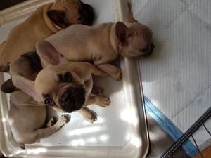 OUTSTANDING MALE AND FEMALE FRENCH BULLDOGS READY FOR SALE ADOPTION